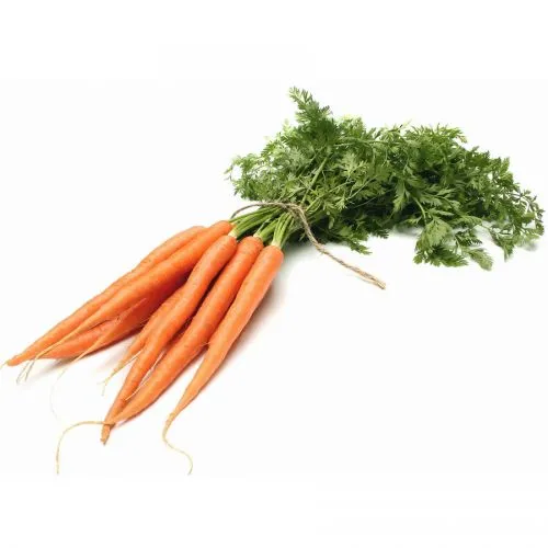 Эфирное масло Моркови Сонг оф Индия (Carrot Seed Pure Essential Oil Song of India) 10 мл