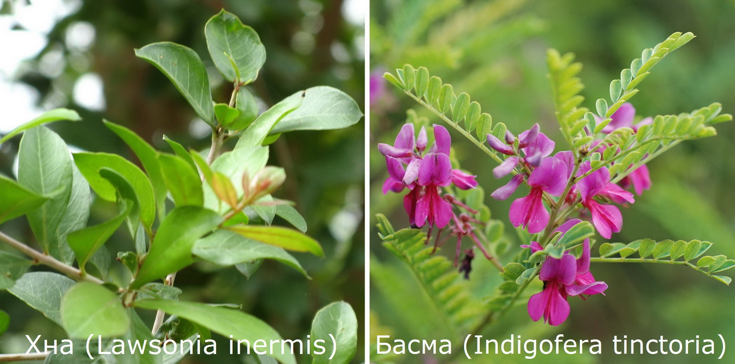 Хна (Lawsonia inermis) Басма (Indigofera tinctoria)