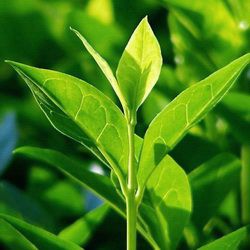 Зеленый чай (Камелия китайская)