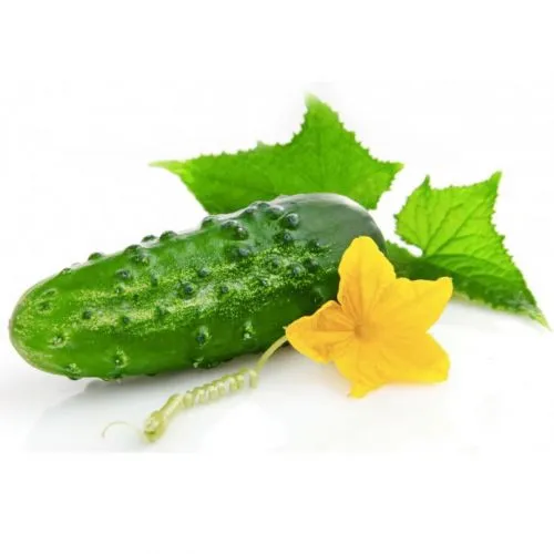 Эфирное масло Огурец Сонг оф Индия (Cucumber Pure Essential Oil Song of India) 10 мл