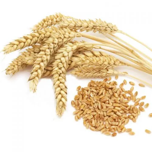 Эфирное масло Зародышей пшеницы Сонг оф Индия (Wheat Germ Pure Essential Oil Song of India) 10 мл